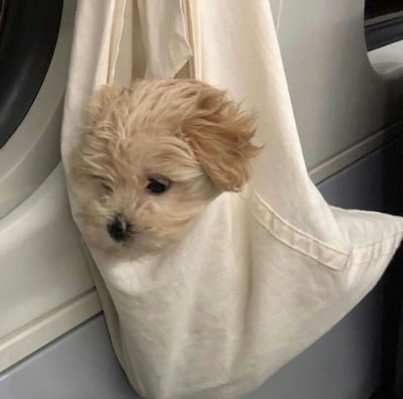 裝在袋子里的小狗 寵物服務(wù)的便利與責(zé)任