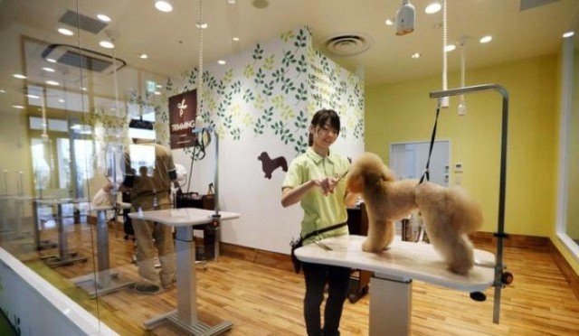 寵物店專(zhuān)業(yè)寵物服務(wù) 關(guān)愛(ài)與品質(zhì)的完美結(jié)合